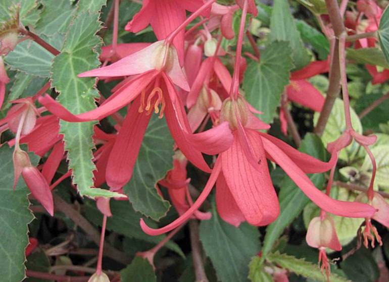 potret begonia (commons.wikimedia.org/阿橋 HQ)