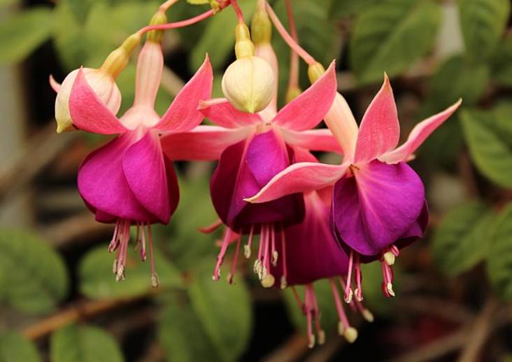 potret fuchsia (commons.wikimedia.org/Nicolas Ramirez)