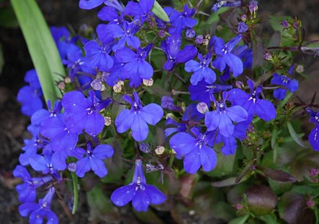 potret lobelia (commons.wikimedia.org/Maciej Opaliński)