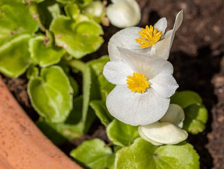 potret wax begonia (commons.wikimedia.org/Dietmar Rabich)