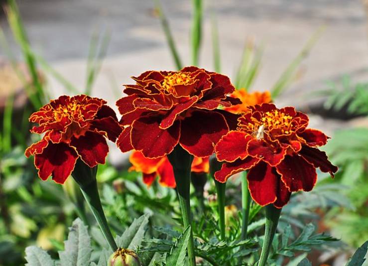 potret french marigold (commons.wikimedia.org/Joydeep)