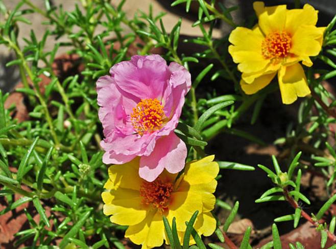 potret moss rose (commons.wikimedia.org/Joydeep)