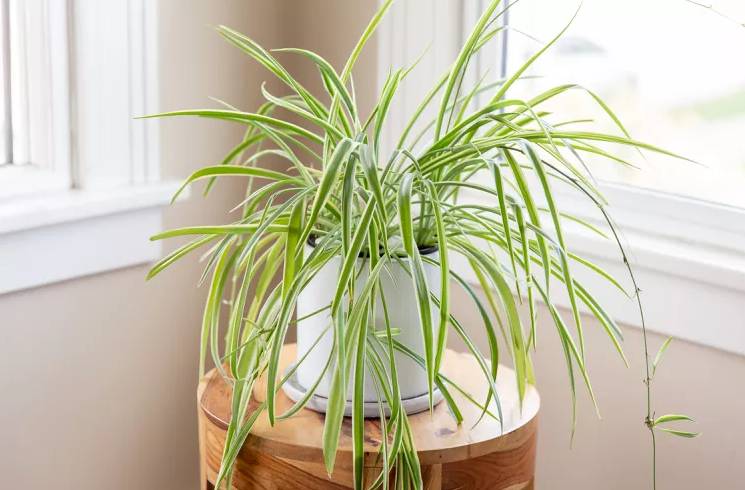 ilustrasi spider plant (www.thespruce.com)