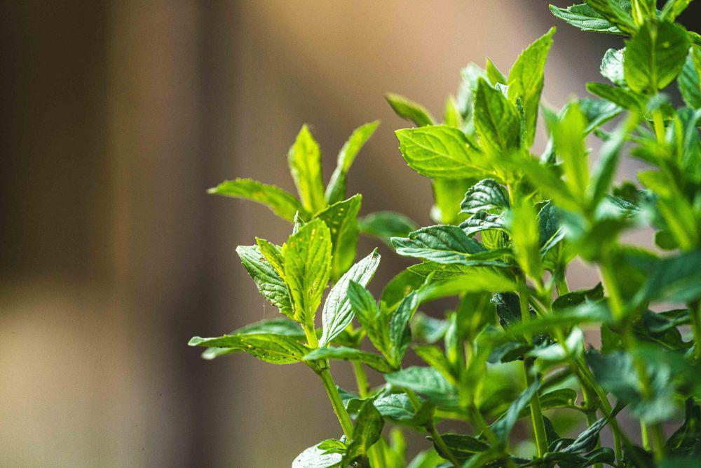 10 Herbal Dapur Segar yang Bisa Ditanam Indoor dengan Media Air