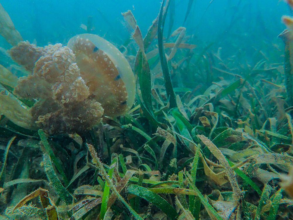 5 Peran Lamun, Penjaga Keseimbangan Laut hingga Mitigasi Iklim