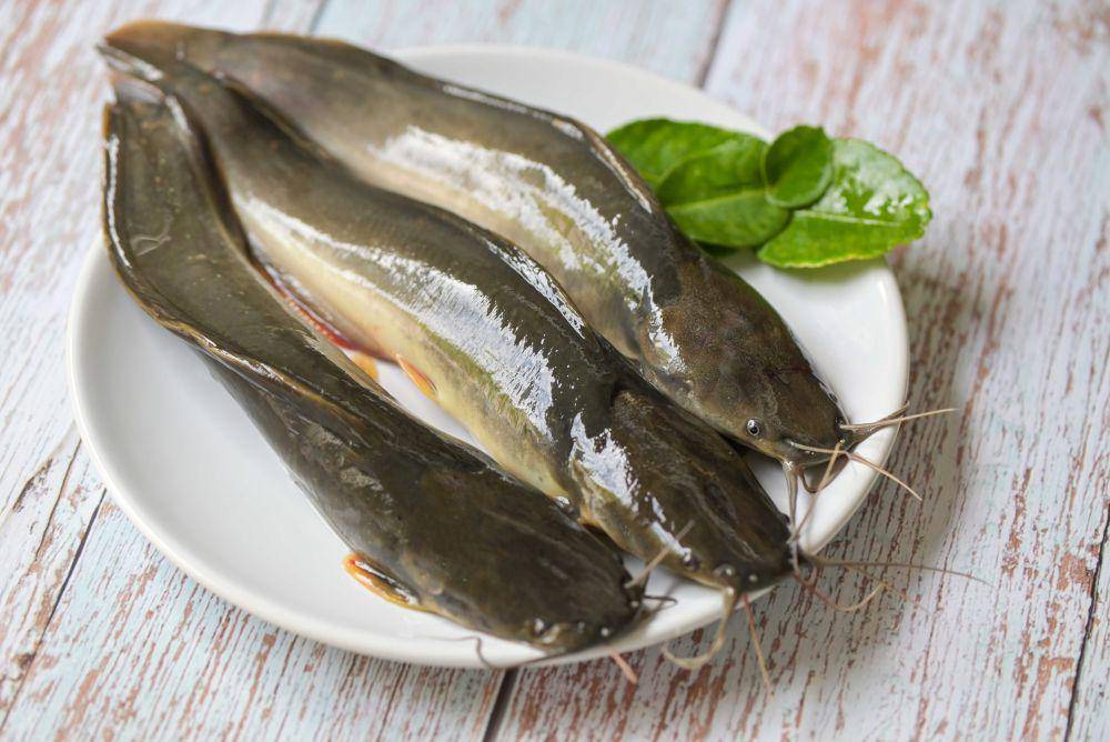 tips membersihkan ikan lele agar bebas lendir