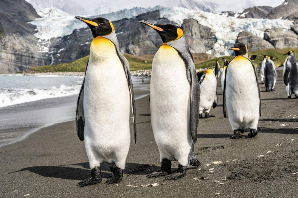 ilustrasi penguin (unsplash.com/Hubert Neufeld)
