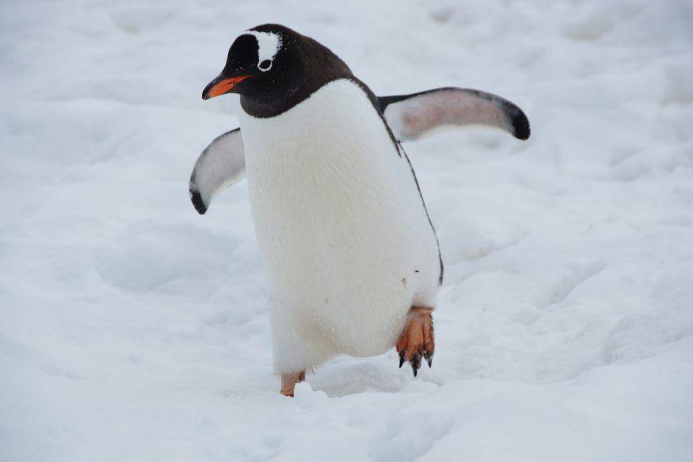 ilustrasi penguin (unsplash.com/Cornelius Ventures)