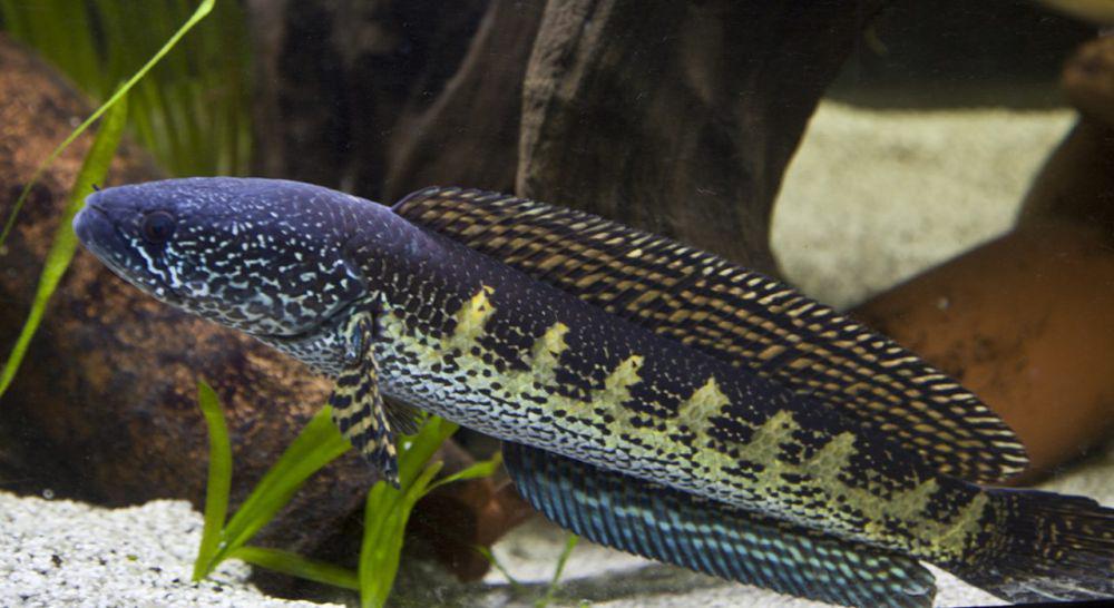 5 Fakta Menarik Channa Auranti, Ikan Gabus Asli India!