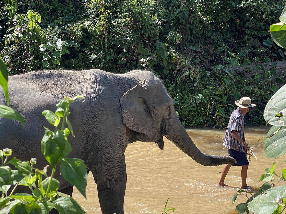 Gajah (commons.wikimedia.org/Gracemontse)