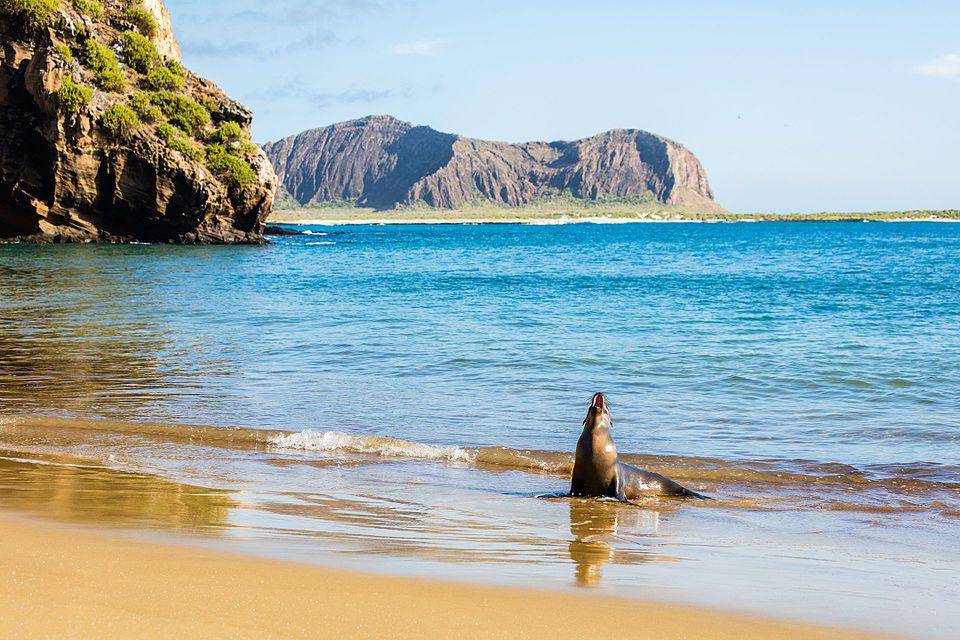singa laut galapagos jantan yang sedang mengeluarkan suara keras (commons.wikimedia.org/Diego Delso)