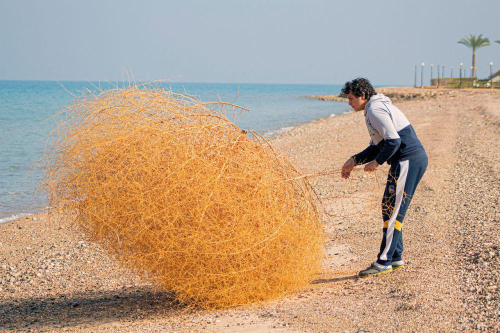 5 Fakta Tumbleweed, Gulma Invasif yang Sering Nongol di Film Koboi