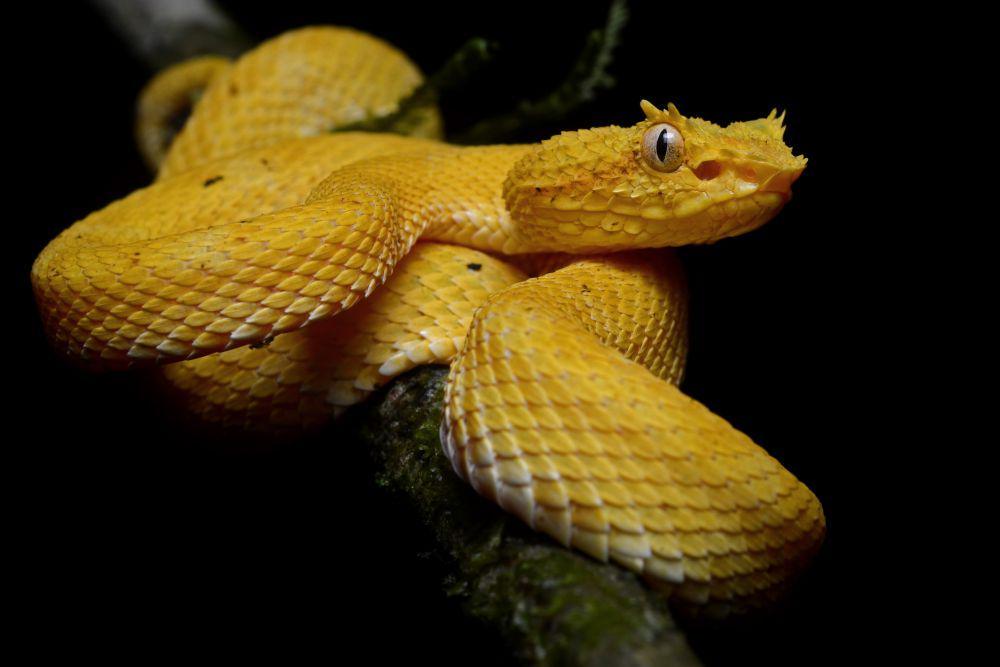 eyelash viper (commons.wikimedia.org/Geoff Gallice)