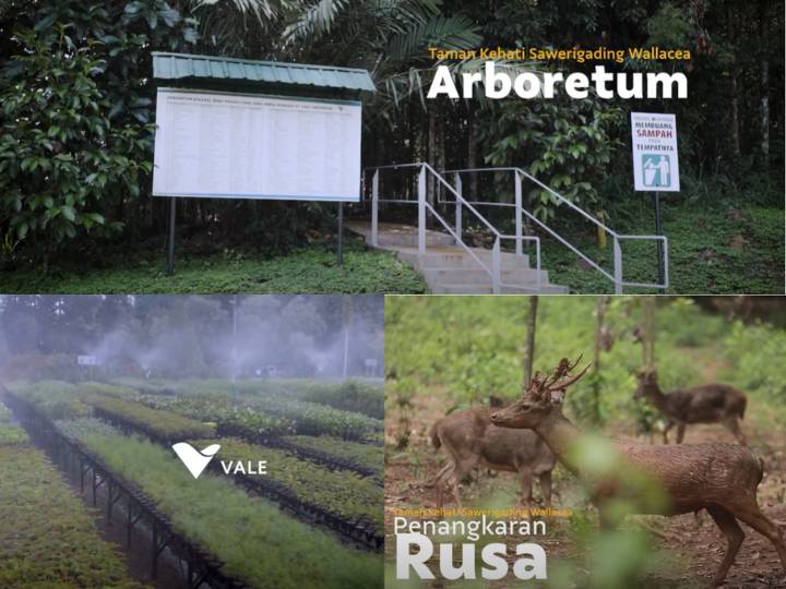 Taman Kehati Sawerigading Wallacea PT Vale Indonesia (dok.Taman Kehati Sawerigading Wallacea PT Vale Indonesia/PT Vale Indonesia Tbk)