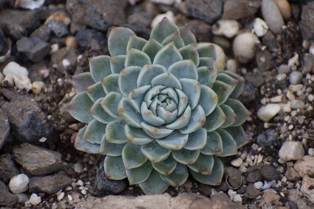 ilustrasi echeveria