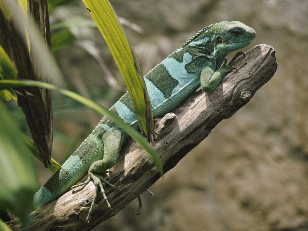 Terjebak di Pulau, Inilah 5 Spesies Iguana yang Terancam Punah