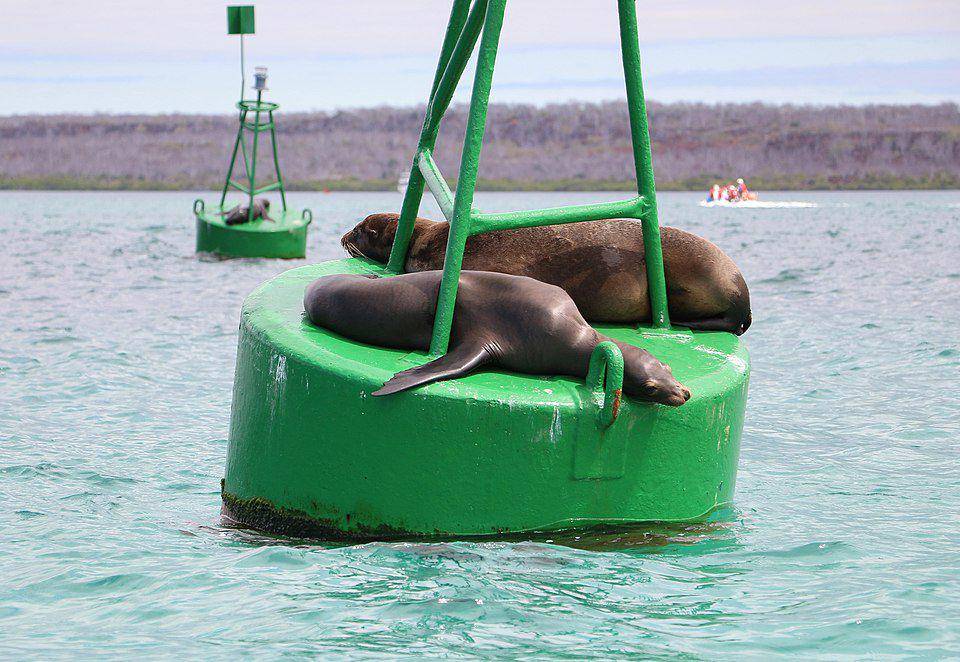 sepasang singa laut galapagos yang sedang bersantai di atas pelampung laut (commons.wikimedia.org/Bernard Gagnon)