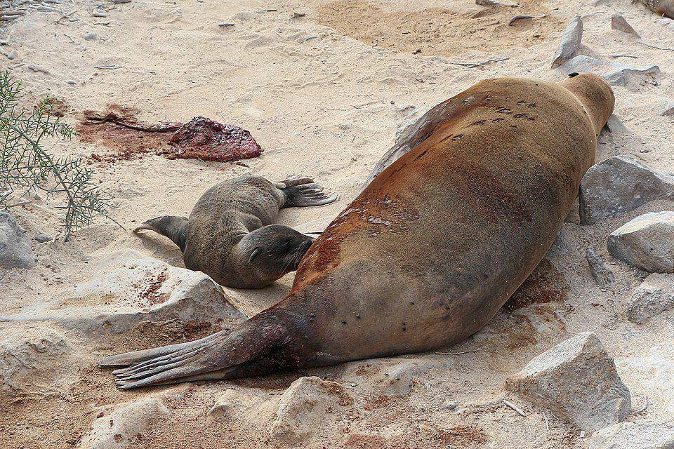 induk singa laut galapagos yang sedang menyusui anak (commons.wikimedia.org/Bernard Gagnon)
