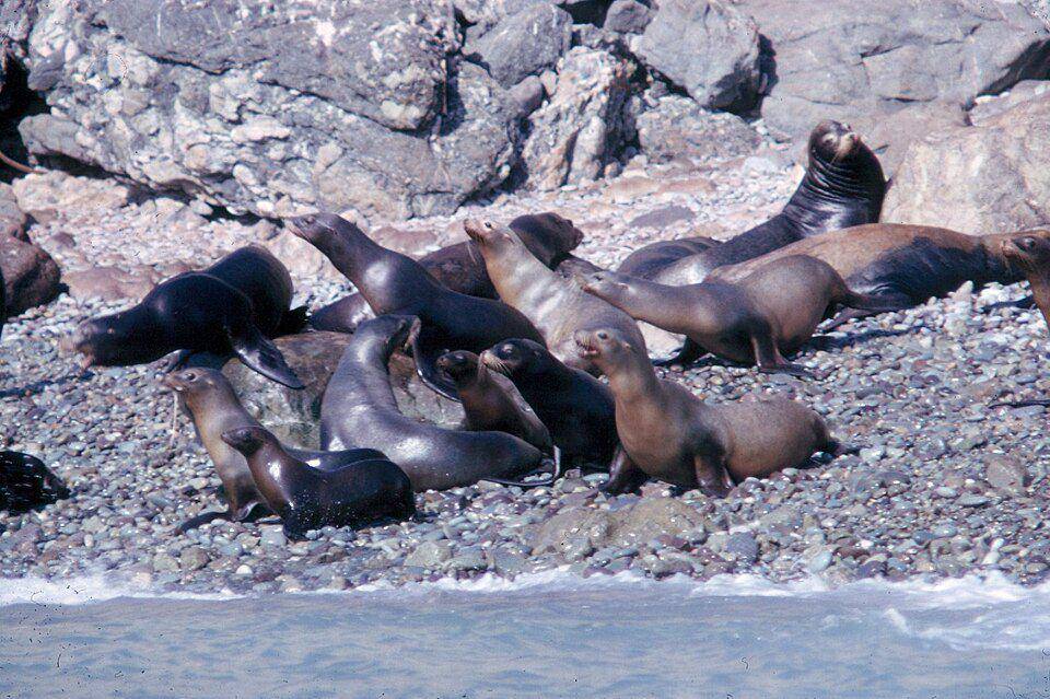 Kelompok utama singa laut galapagos itu adalah beberapa ekor betina, anak mereka, dan satu jantan dominan. (commons.wikimedia.org/Garst, Warren)