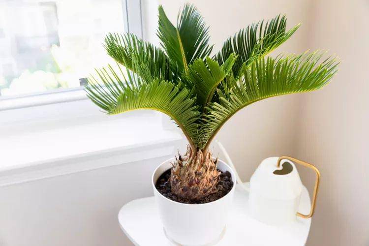 ilustrasi sago palm (thespruce.com)