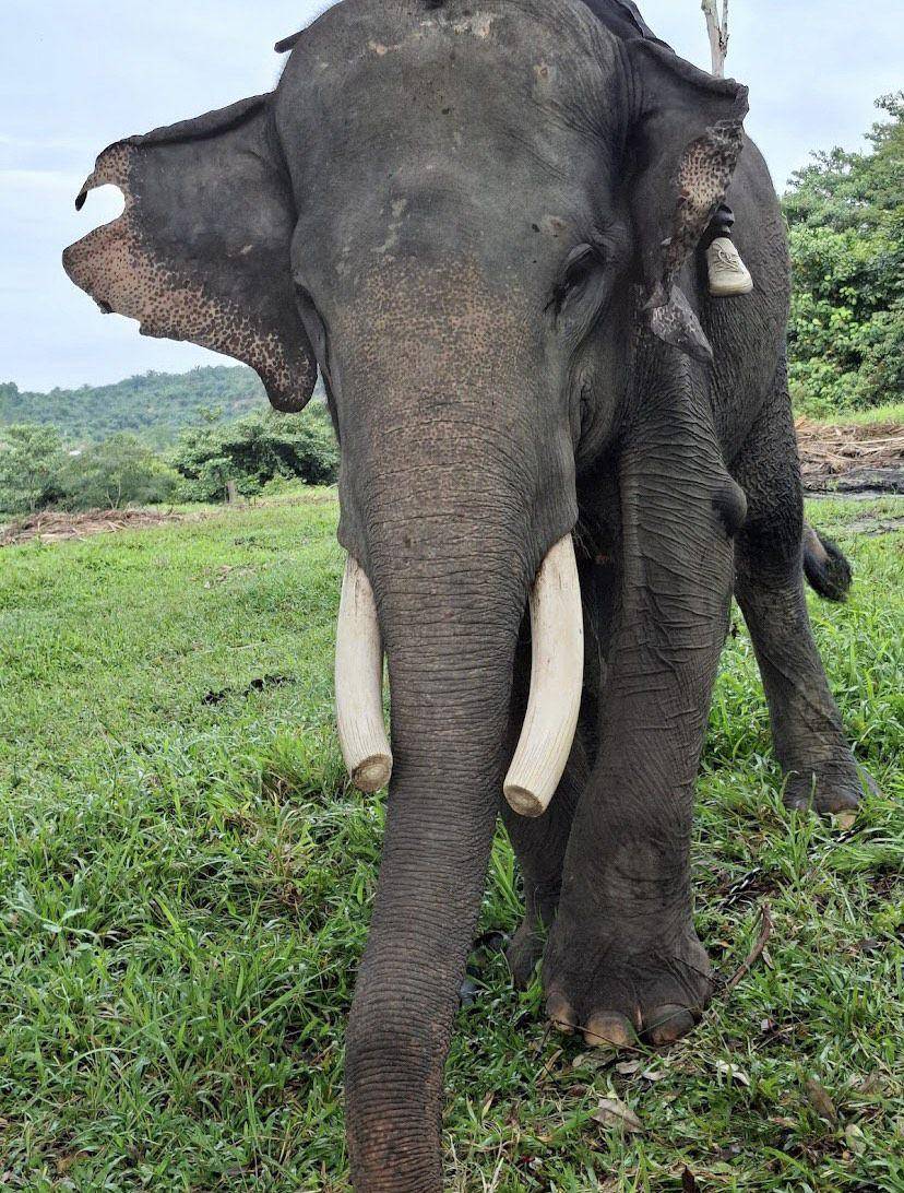 Gajah Sumatera (google.com/maps/Selly Agustina)