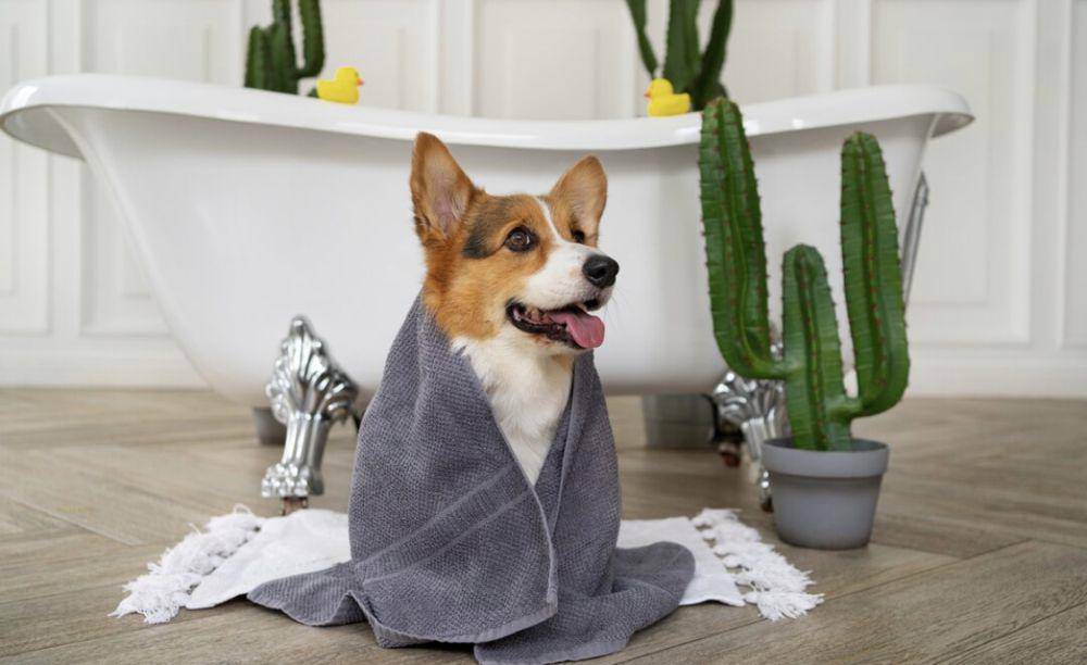 ilustrasi anjing bersiap untuk mandi (freepik.com/freepik)