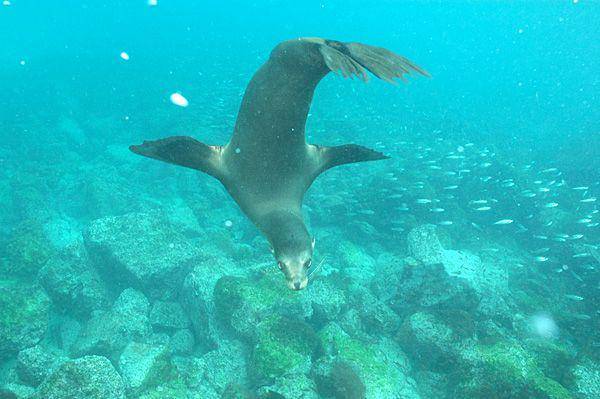 singa laut galapagos yang sedang berakrobatik di dalam air (commons.wikimedia.org/Clark Anderson/Aquaimages)