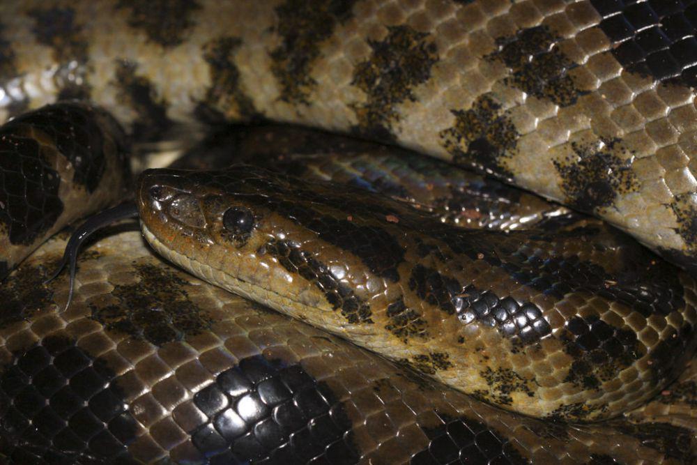 5 Fakta Unik Anaconda Tutul Hitam, Spesies Ancaonda Berukuran Kecil