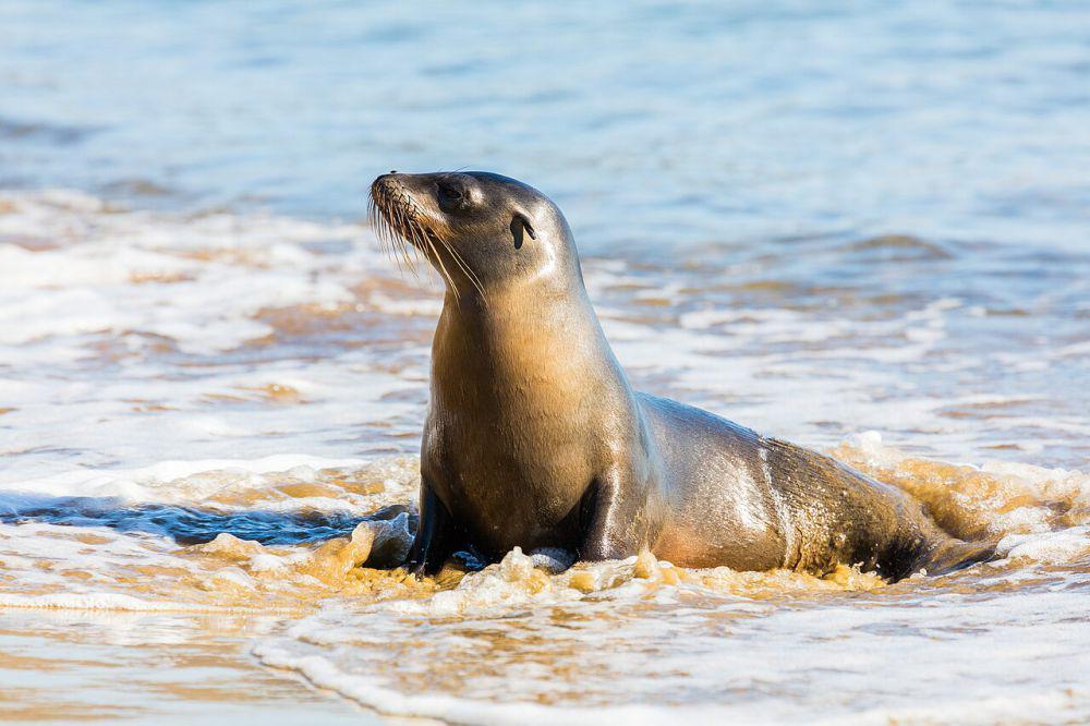 5 Fakta Singa Laut Galapagos, Penyelam Andal yang Makin Terancam