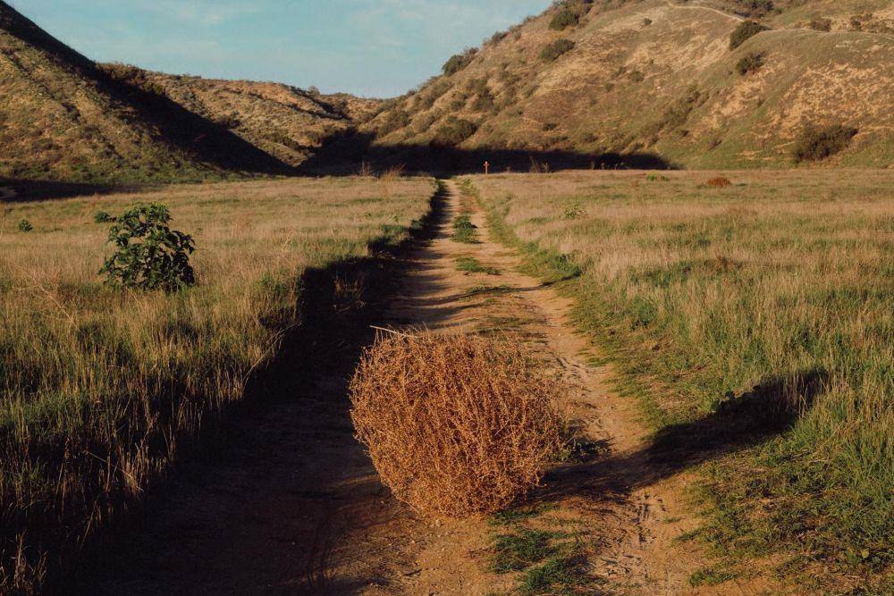 Tumbleweed (pexels.com/Alfo Medeiros)