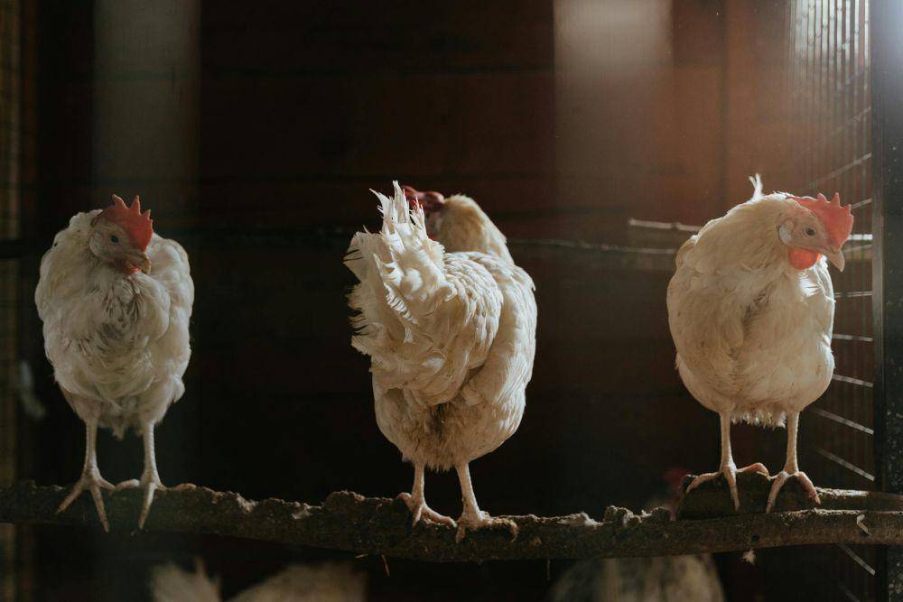 ilustrasi ayam petelur (pexels.com/cottonbro studio)