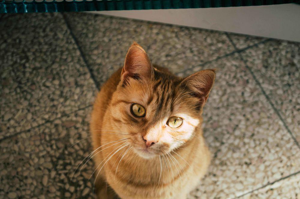 4 Fakta Unik Stubbs, Kucing yang Jadi Walikota Tanpa Pilkada