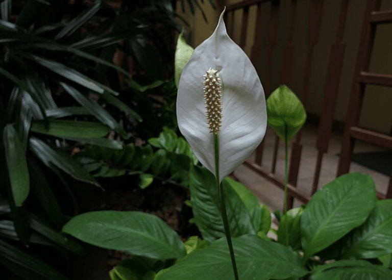 5 Tanaman Hias yang Cocok untuk Ruangan dengan Pencahayaan Minim