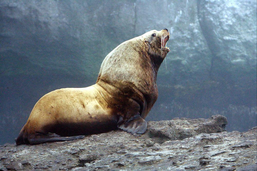 5 Fakta Singa Laut Steller, Spesies Singa Laut Terbesar di Dunia!