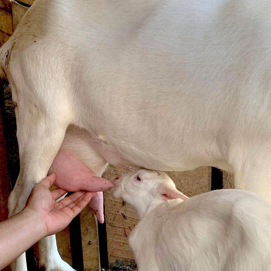 Telaga Rizky 21, Eduwisata Budidaya Kambing dan Susu Kambing di Kota Metro (Instagram/telagarizqy_21)