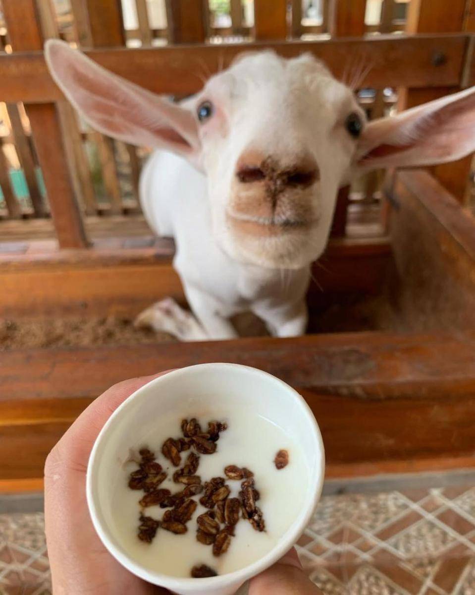 Telaga Rizky 21, Eduwisata Budidaya Kambing dan Susu Kambing di Kota Metro (Instagram/telagarizqy_21)