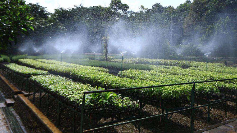 Taman Kehati Sawerigading Wallacea. (vale.com)