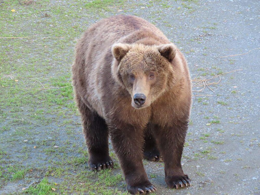 Beruang grizzly (commons.wikimedia.org/KatmaiNPS)