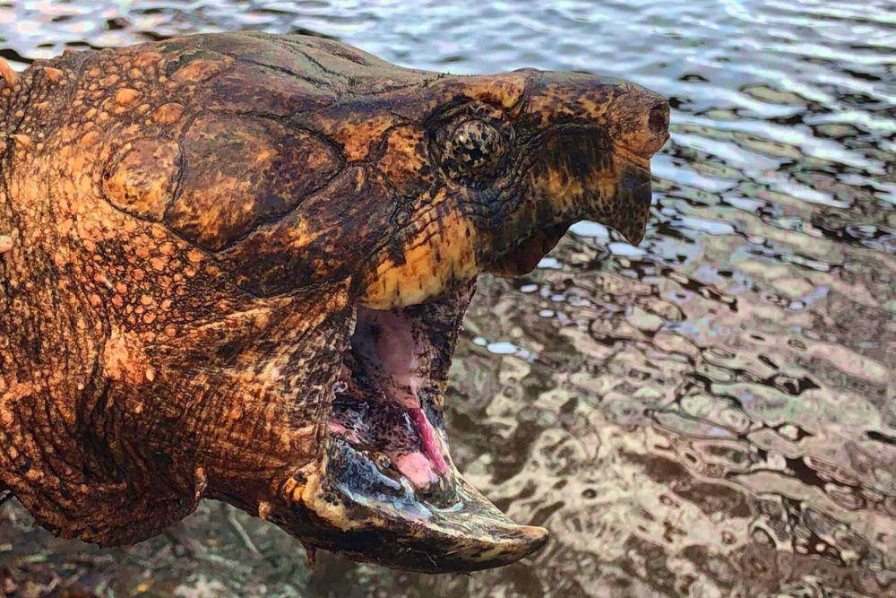 Kura-kura aligator (commons.wikimedia.org/Glenn Bartolotti)