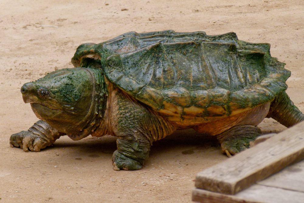 5 Fakta Kura-kura Aligator, Kura-kura Air Tawar Terbesar di Amerika!