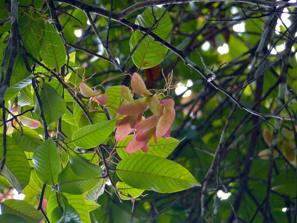 Shorea siamensis (commons.wikimedia.org/Bernard Dupont)
