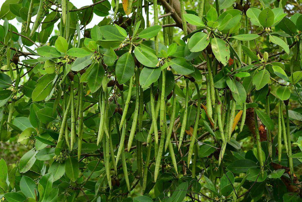 Rhizopora sp (commons.wikimedia.org/Shagil Kannur)
