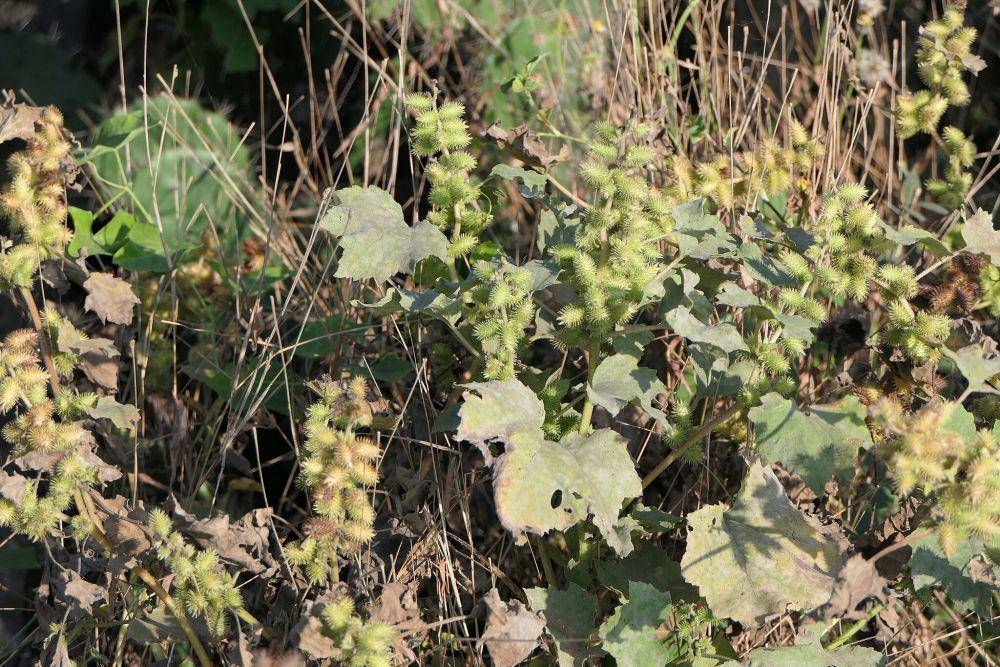 Xanthium strumarium (commons.wikimedia.org/Dinesh Valke)