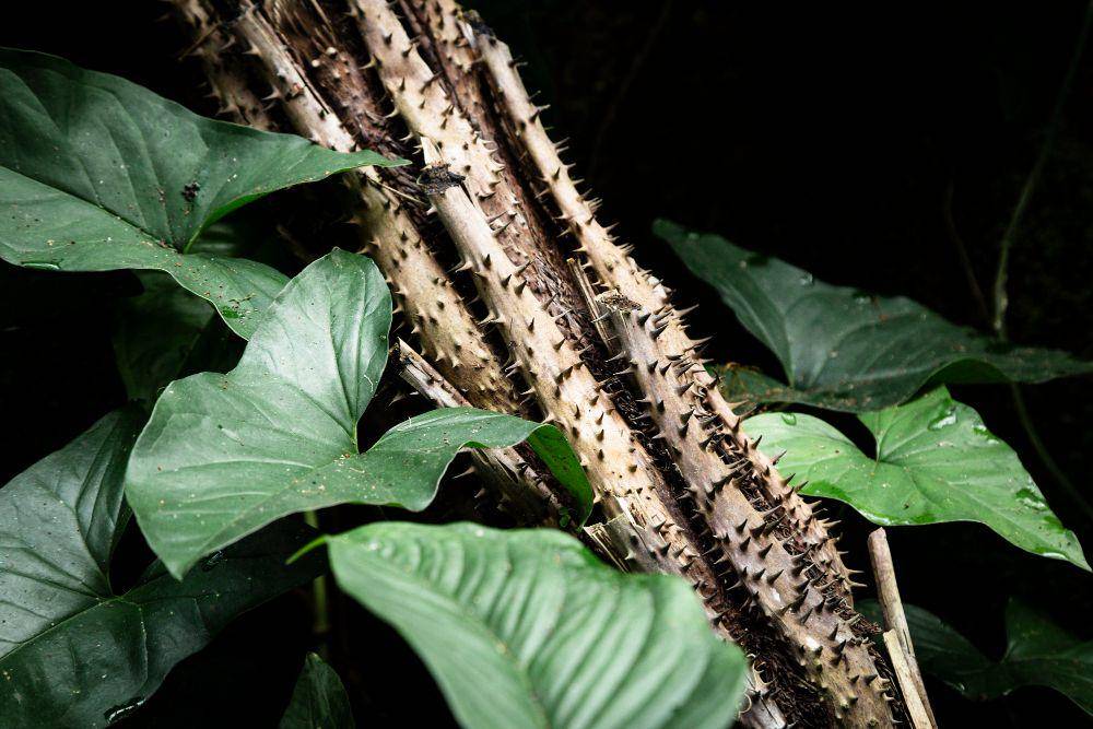 Pohon rotan (freepik.com/freepik)