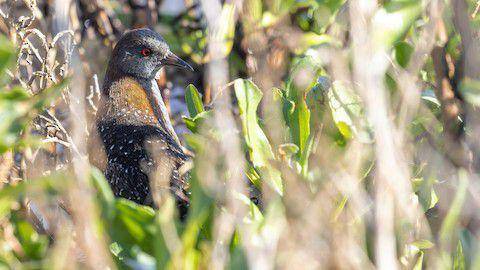 Black Rail (ebird.org/Connor Cochrane)