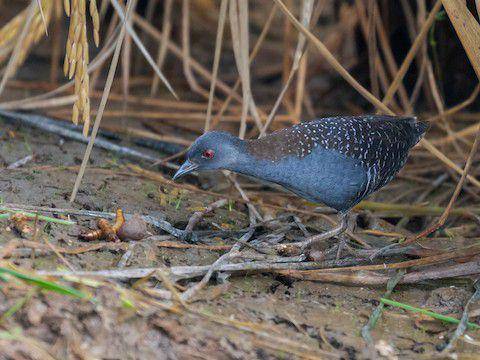 Black Rail (ebird.org/Hector Bottai)