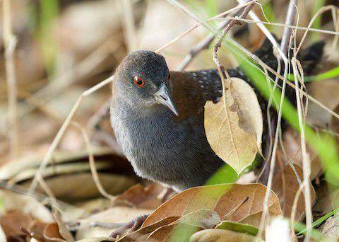 Black Rail (ebird.org/Will Sweet)