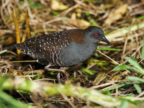 5 Fakta Menarik Black Rail, Burung Kecil yang Sulit Ditemukan