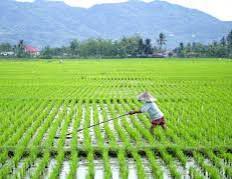 Cegah Alih Fungsi Sawah, Pemkab PPU Susun Perda Perlindungan Lahan Pertanian