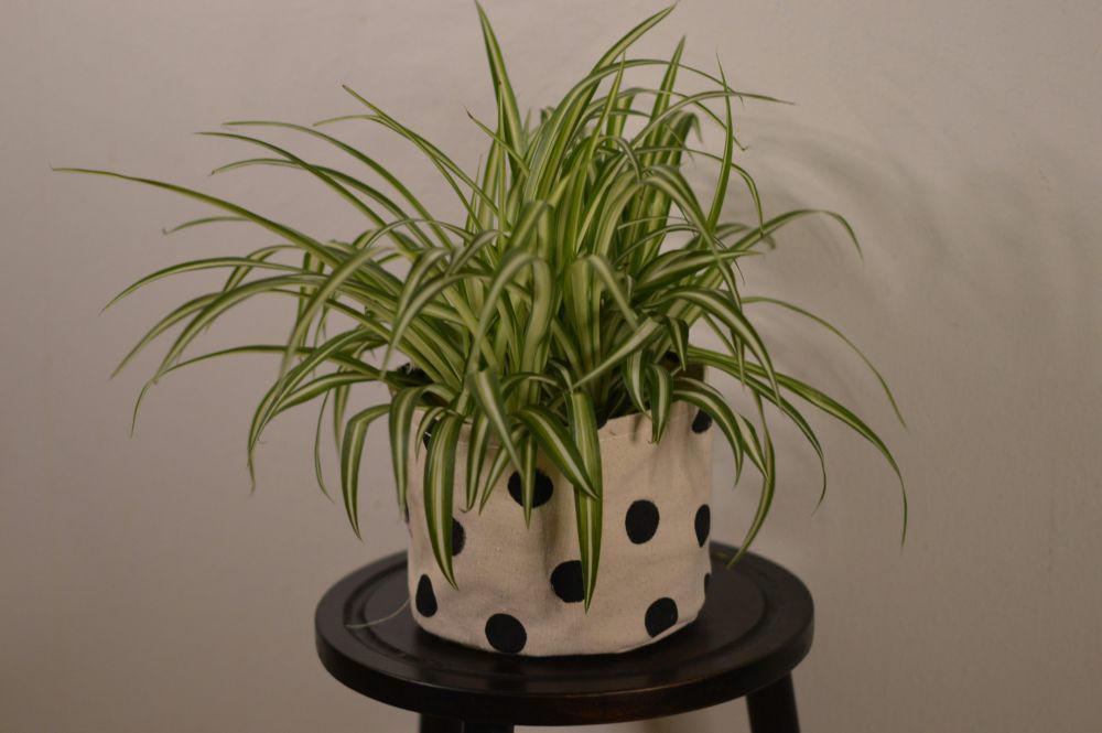ilustrasi spider plant (unsplash.com/Cami Kaos)